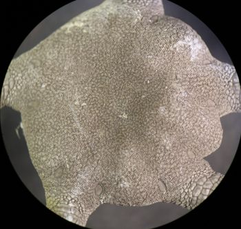 Media type: image; Invertebrate Zoology OPH-6150